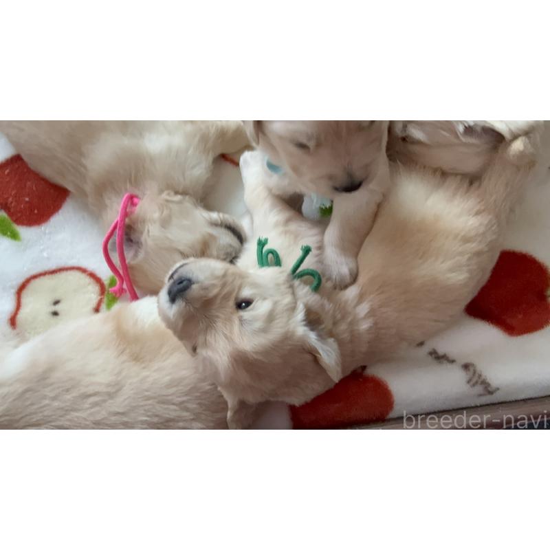 販売中の愛知県のゴールデンレトリーバー-455273の10枚目