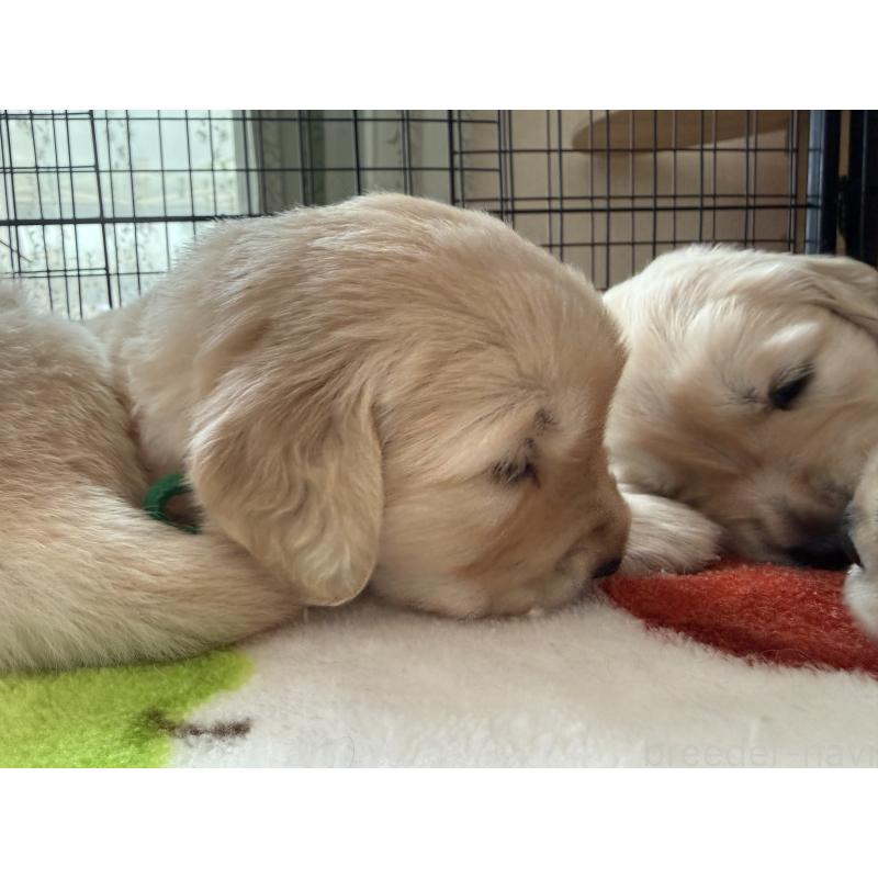 販売中の愛知県のゴールデンレトリーバー-455273の7枚目