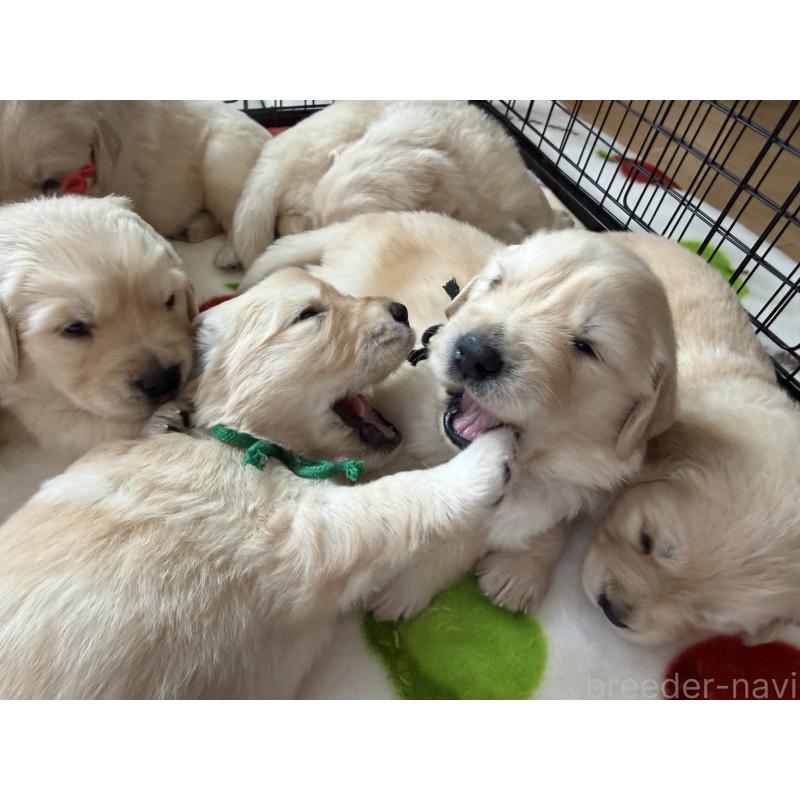 販売中の愛知県のゴールデンレトリーバー-455273の6枚目