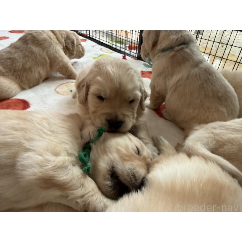 販売中の愛知県のゴールデンレトリーバー-455273の5枚目