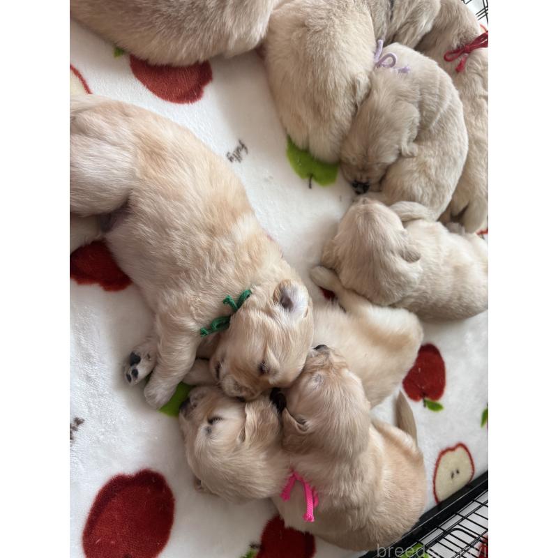 販売中の愛知県のゴールデンレトリーバー-455273の4枚目