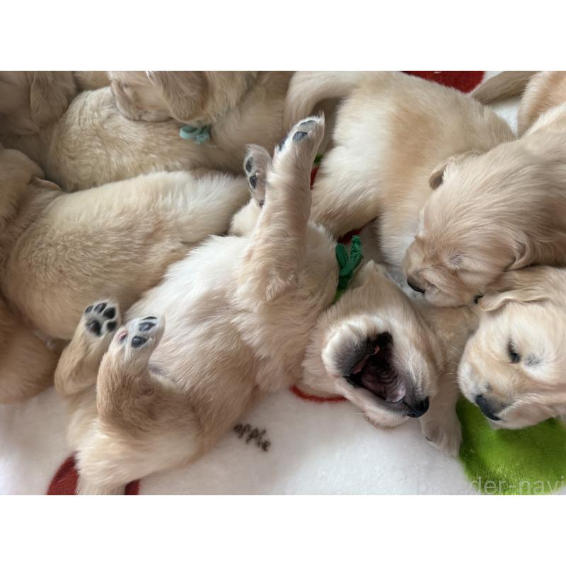 販売中の愛知県のゴールデンレトリーバー-455273の3枚目