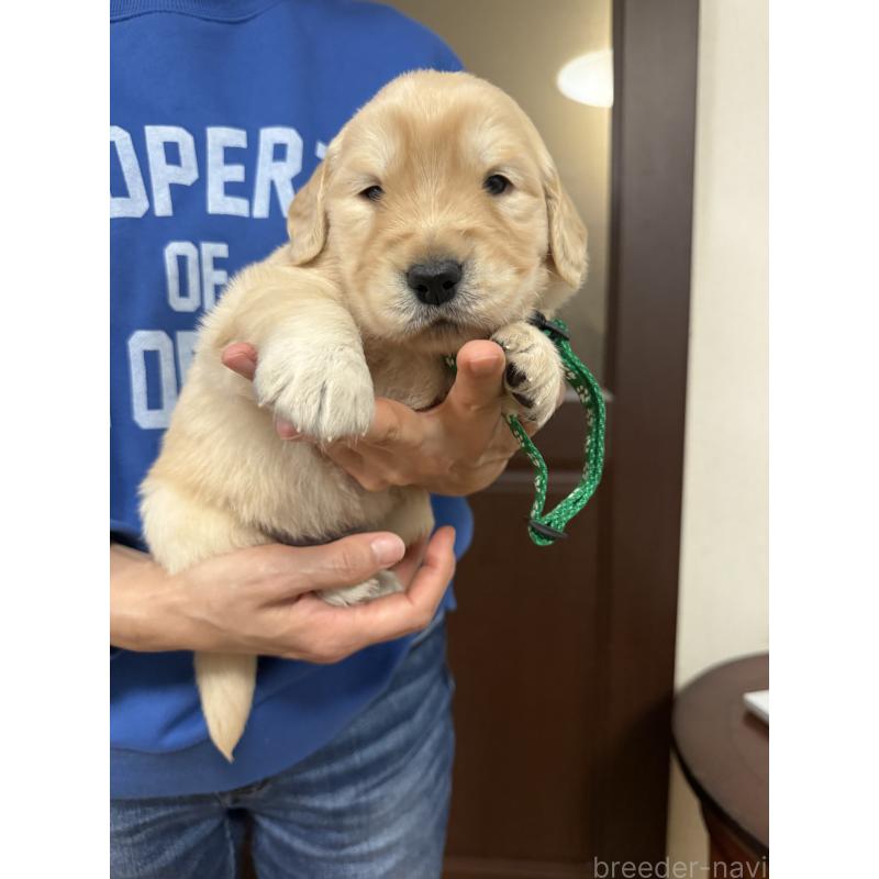 販売中の愛知県のゴールデンレトリーバー-455273の2枚目