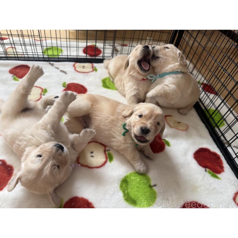 販売中の愛知県のゴールデンレトリーバー-455274の9枚目