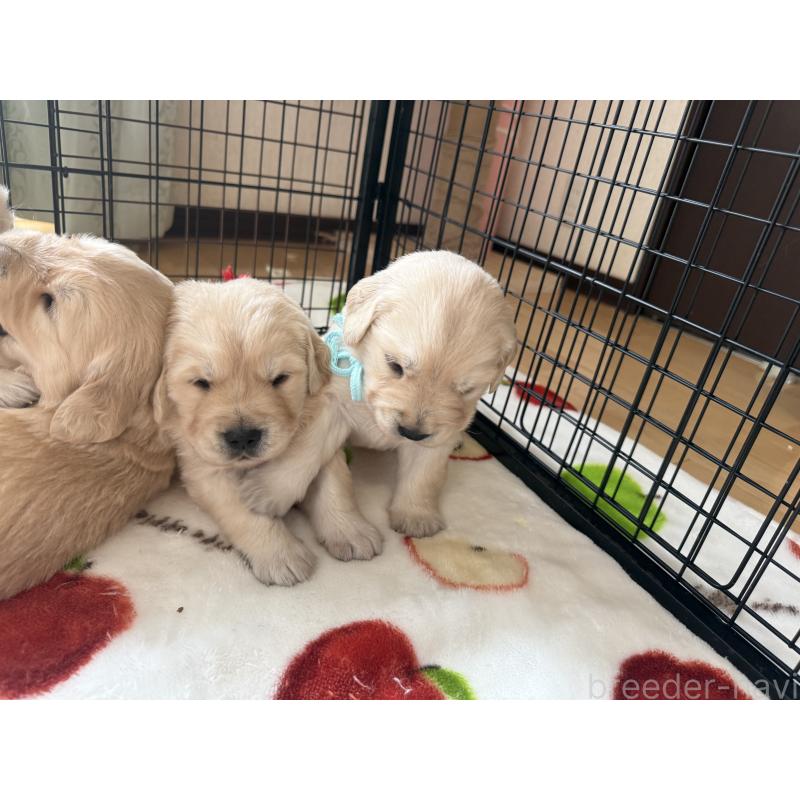 販売中の愛知県のゴールデンレトリーバー-455274の8枚目