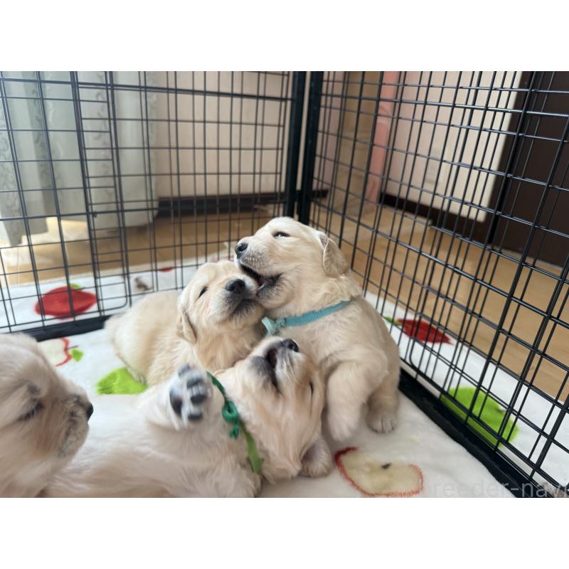 販売中の愛知県のゴールデンレトリーバー-455274の7枚目