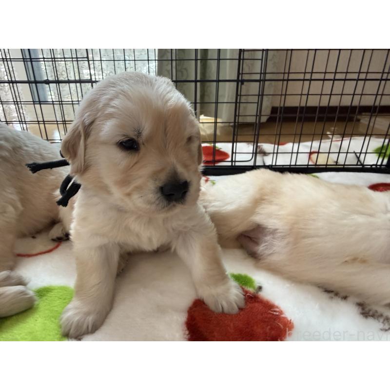 販売中の愛知県のゴールデンレトリーバー-455274の5枚目