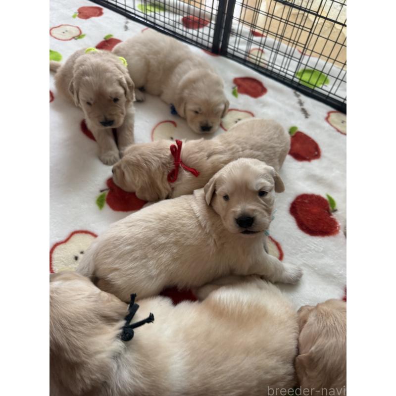 販売中の愛知県のゴールデンレトリーバー-455274の4枚目