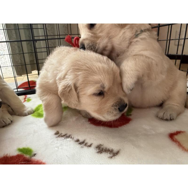 販売中の愛知県のゴールデンレトリーバー-455276の7枚目