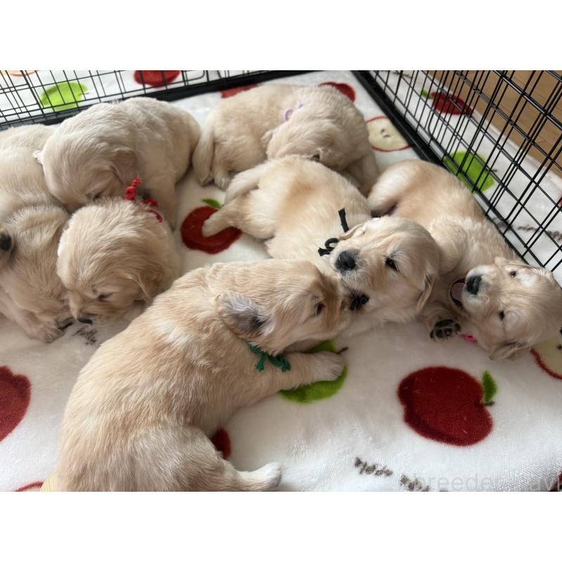 販売中の愛知県のゴールデンレトリーバー-455276の5枚目