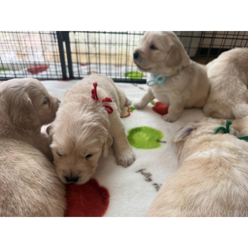 販売中の愛知県のゴールデンレトリーバー-455276の4枚目