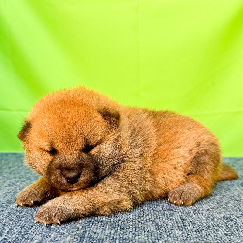 販売中の愛知県の柴犬-455275の3枚目