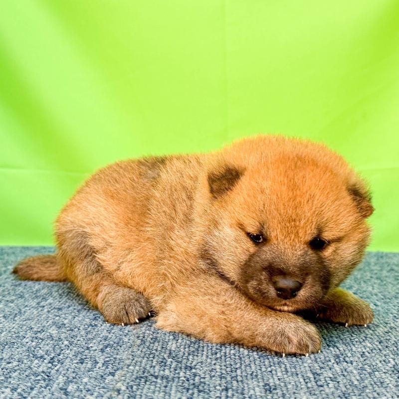 販売中の愛知県の柴犬-455275の2枚目