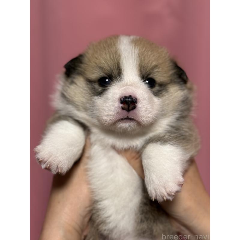 販売中の茨城県のウェルシュコーギーペンブローク-455278の10枚目