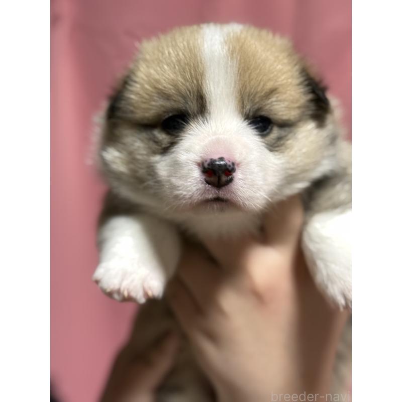 販売中の茨城県のウェルシュコーギーペンブローク-455278の9枚目