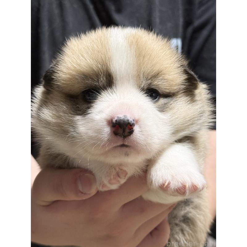 販売中の茨城県のウェルシュコーギーペンブローク-455278の8枚目