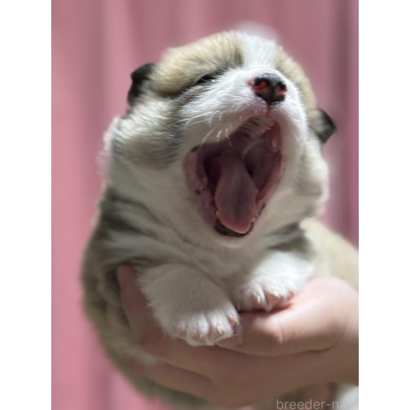 販売中の茨城県のウェルシュコーギーペンブローク-455278の7枚目