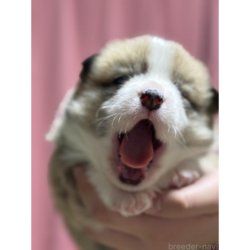 販売中の茨城県のウェルシュコーギーペンブローク-455278の6枚目