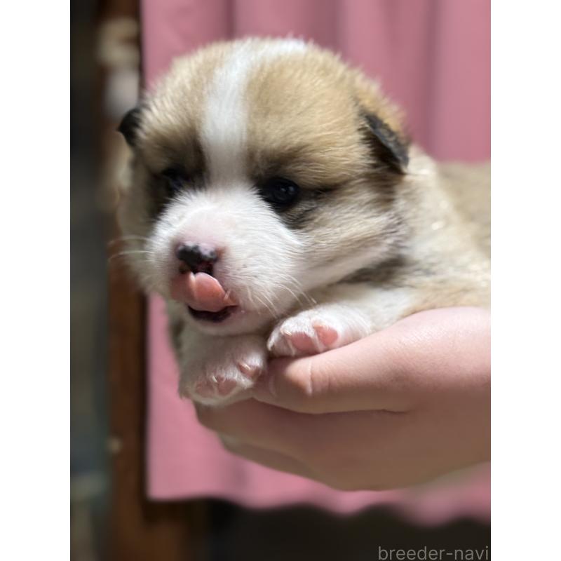 販売中の茨城県のウェルシュコーギーペンブローク-455278の5枚目