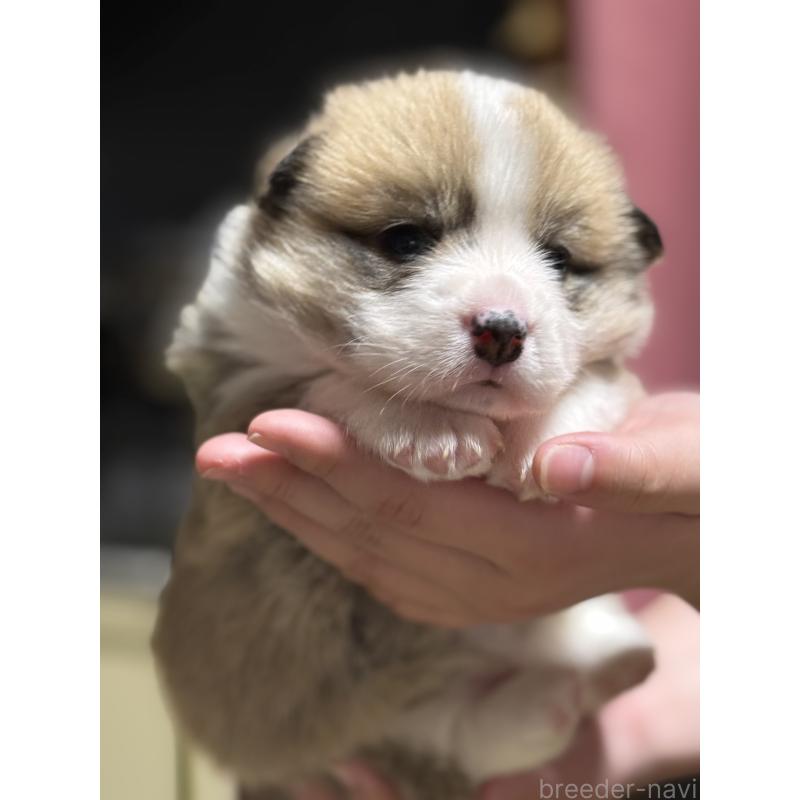 販売中の茨城県のウェルシュコーギーペンブローク-455278の3枚目