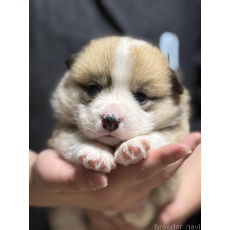 販売中の茨城県のウェルシュコーギーペンブローク-455278の2枚目