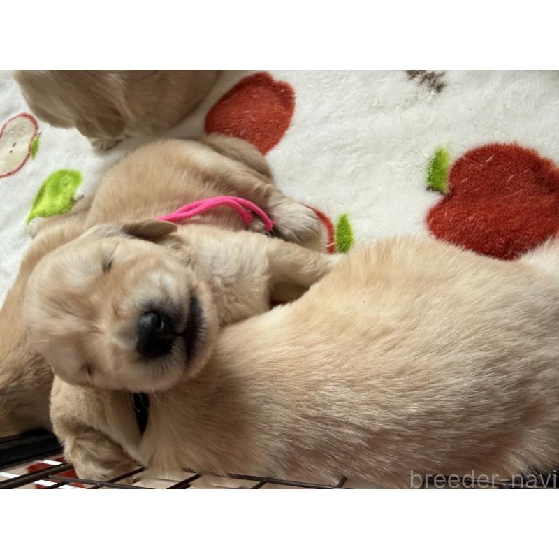 販売中の愛知県のゴールデンレトリーバー-455277の10枚目