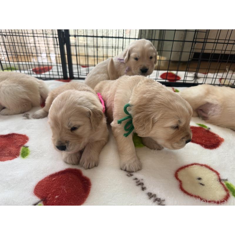 販売中の愛知県のゴールデンレトリーバー-455277の9枚目