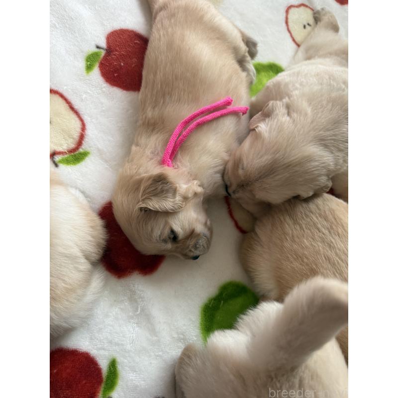 販売中の愛知県のゴールデンレトリーバー-455277の6枚目