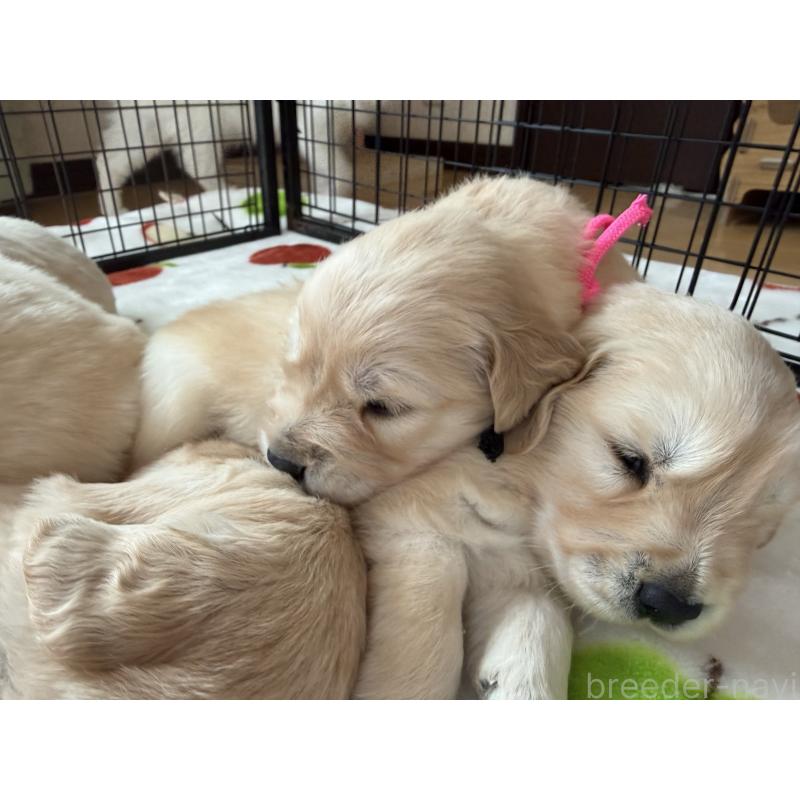 販売中の愛知県のゴールデンレトリーバー-455277の5枚目