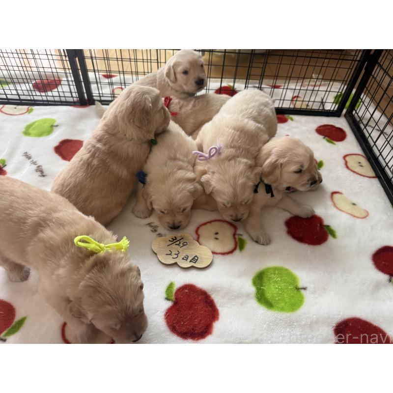 販売中の愛知県のゴールデンレトリーバー-455279の8枚目