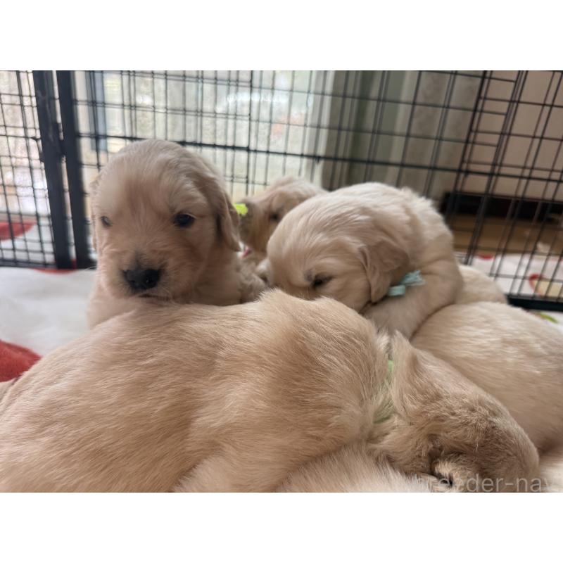 販売中の愛知県のゴールデンレトリーバー-455279の6枚目