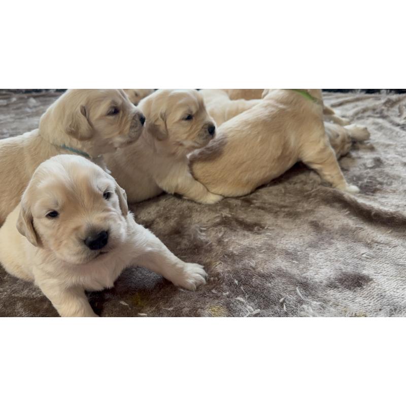 販売中の愛知県のゴールデンレトリーバー-455279の4枚目