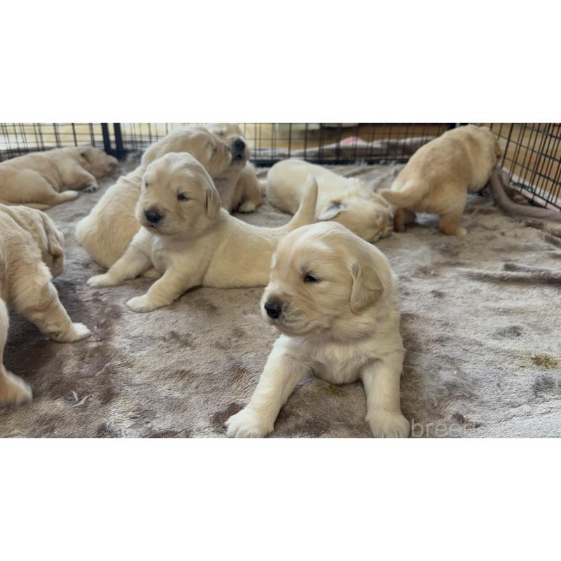 販売中の愛知県のゴールデンレトリーバー-455279の2枚目