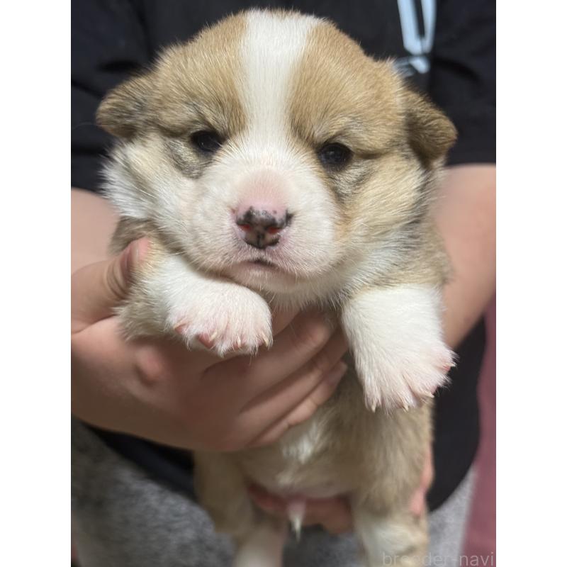 販売中の茨城県のウェルシュコーギーペンブローク-455280の5枚目