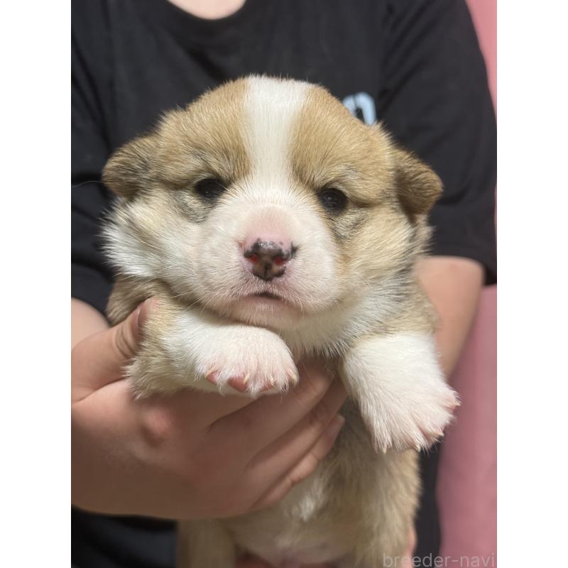 販売中の茨城県のウェルシュコーギーペンブローク-455280の4枚目