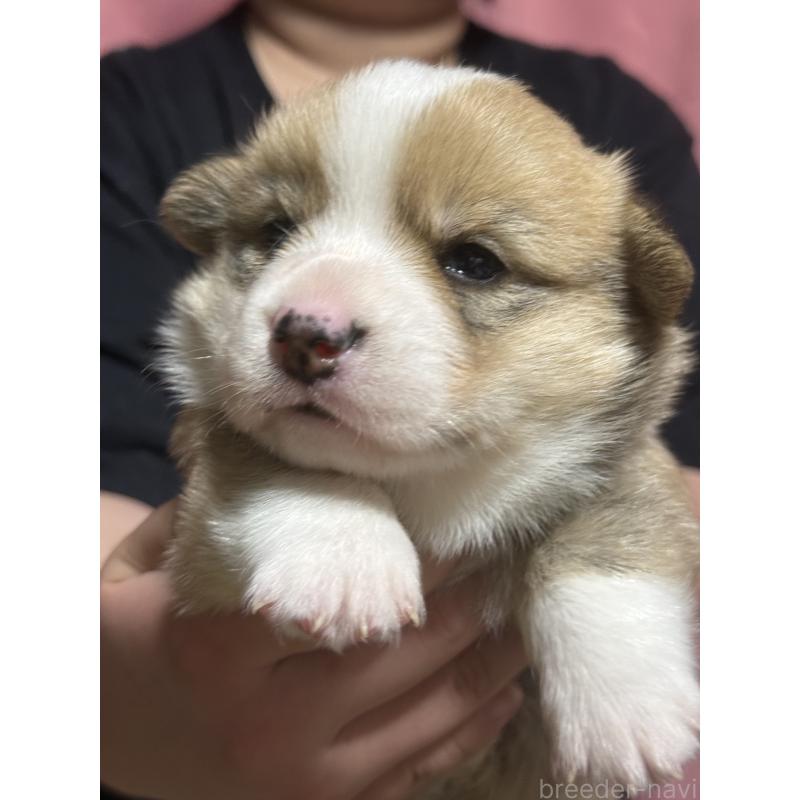 販売中の茨城県のウェルシュコーギーペンブローク-455280の3枚目