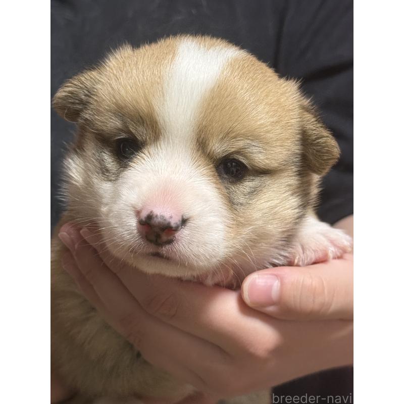 販売中の茨城県のウェルシュコーギーペンブローク-455280の2枚目