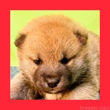 オンライン見学