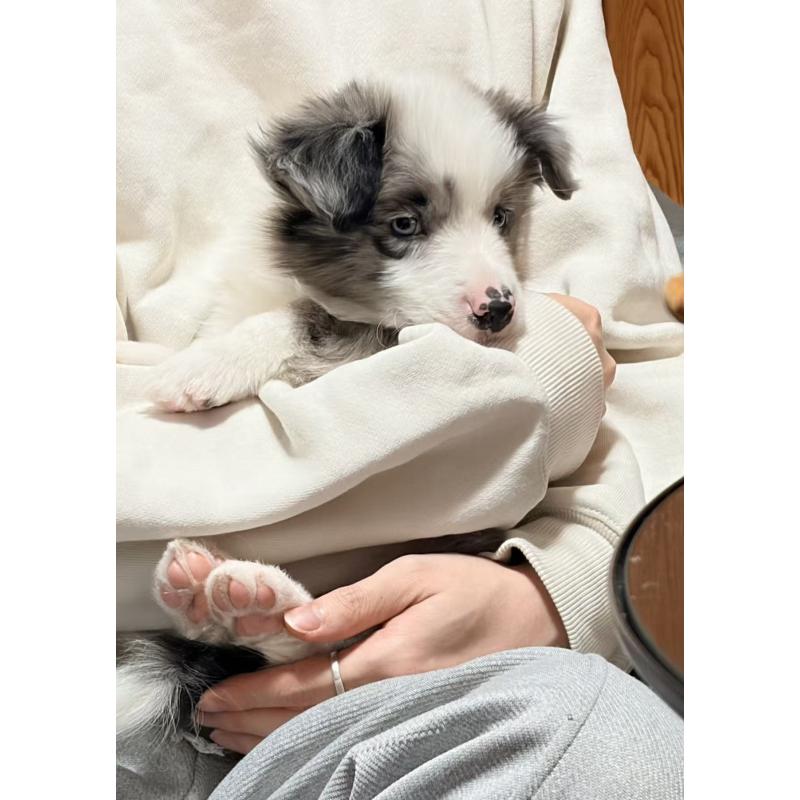 販売中の埼玉県のボーダーコリー-455092の9枚目