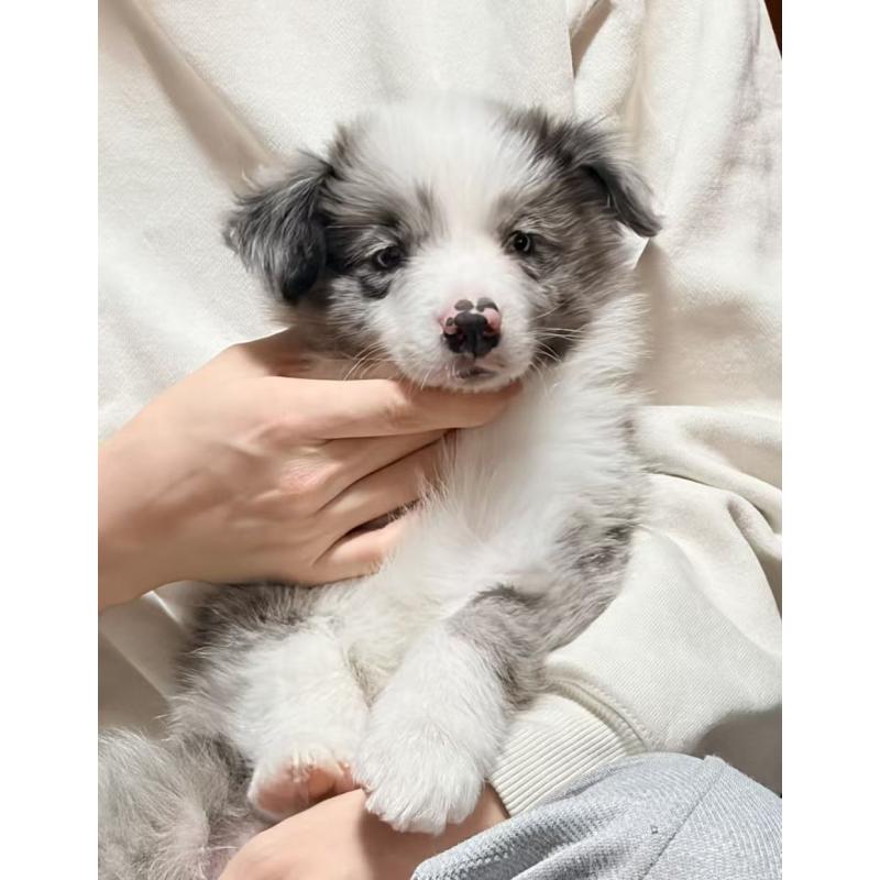 販売中の埼玉県のボーダーコリー-455092の6枚目