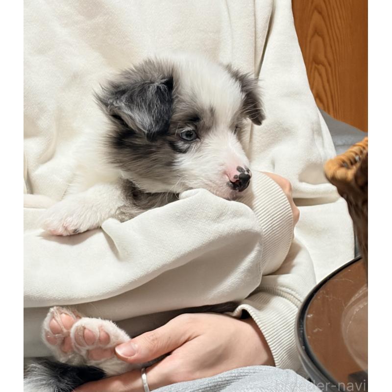 販売中の埼玉県のボーダーコリー-455092の5枚目