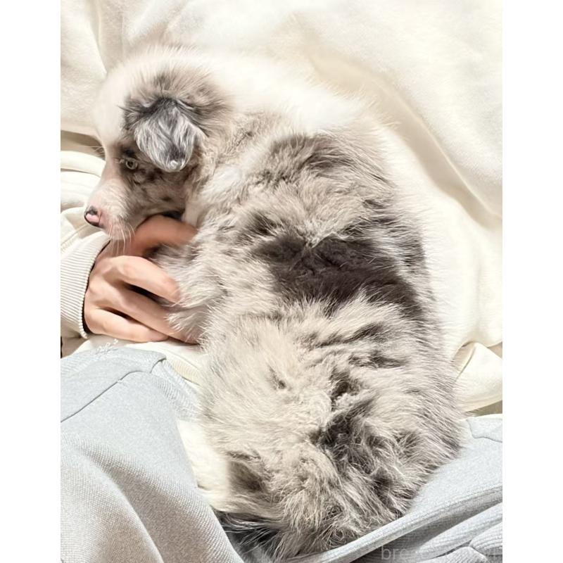 販売中の埼玉県のボーダーコリー-455092の4枚目