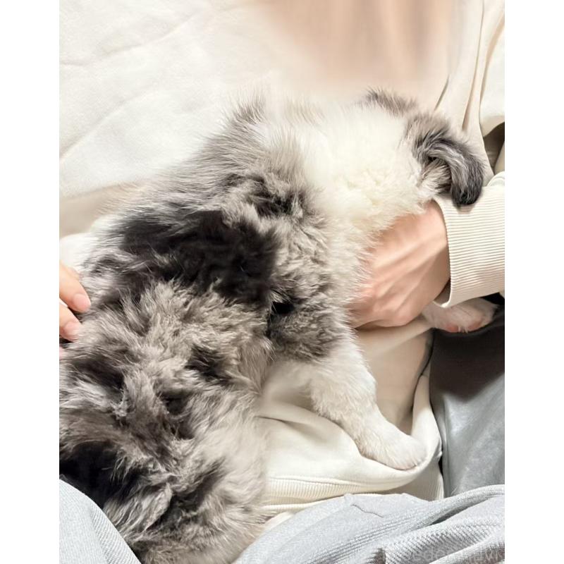 販売中の埼玉県のボーダーコリー-455092の3枚目