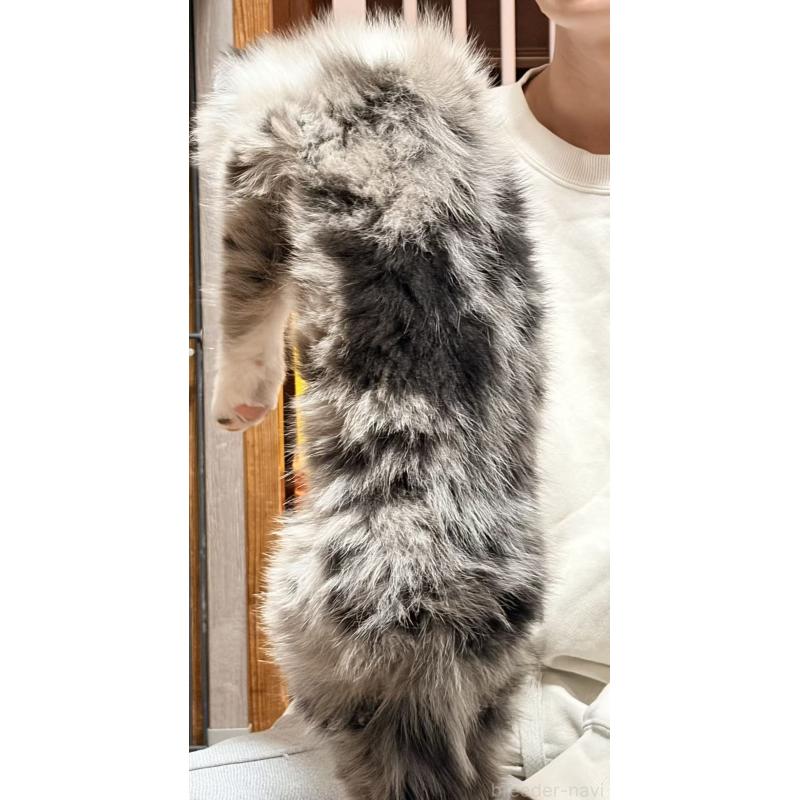 販売中の埼玉県のボーダーコリー-455092の2枚目