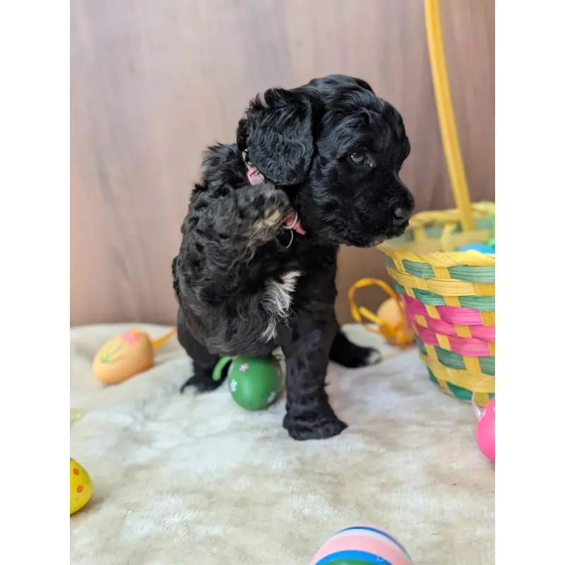 販売中の東京都のポーチュギーズウォータードッグ-455118の5枚目