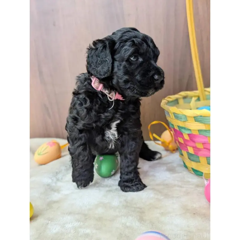 販売中の東京都のポーチュギーズウォータードッグ-455118の4枚目