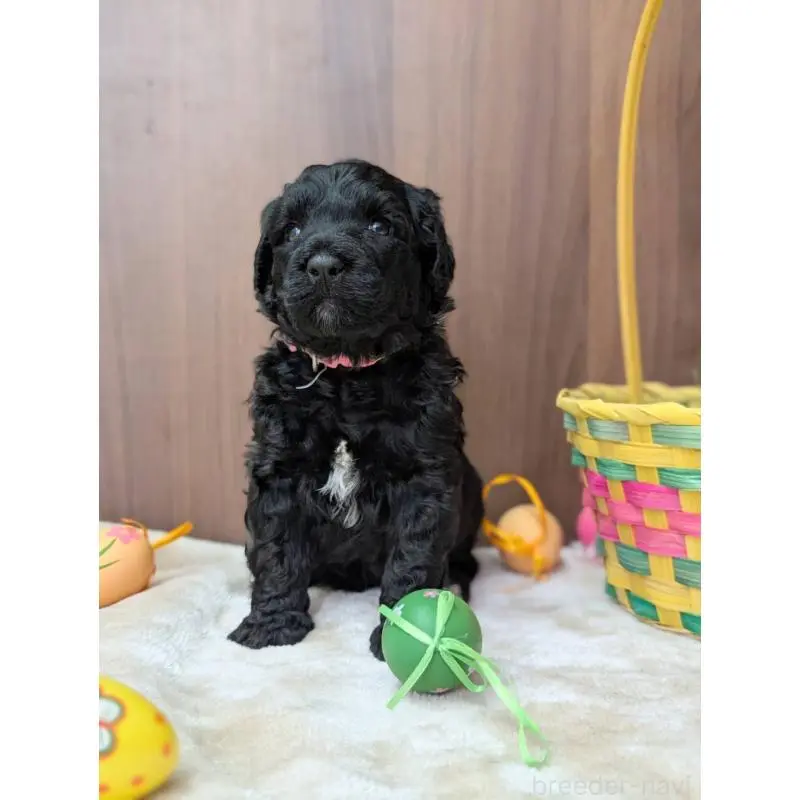 販売中の東京都のポーチュギーズウォータードッグ-455118の3枚目