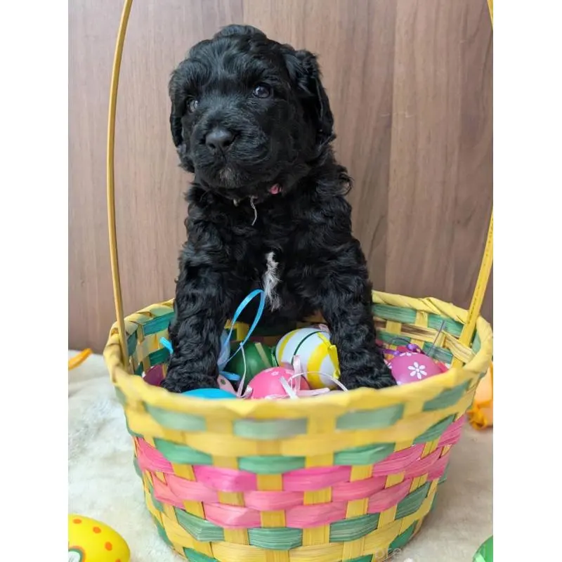 販売中の東京都のポーチュギーズウォータードッグ-455118の2枚目