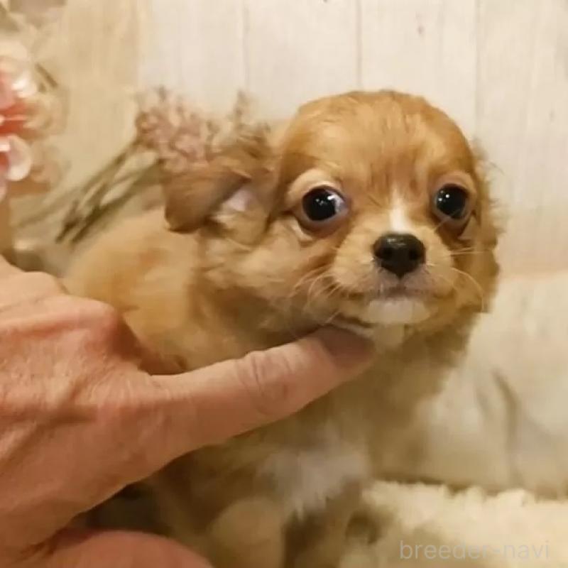 販売中の愛知県のチワワ(ロングコート)-449994