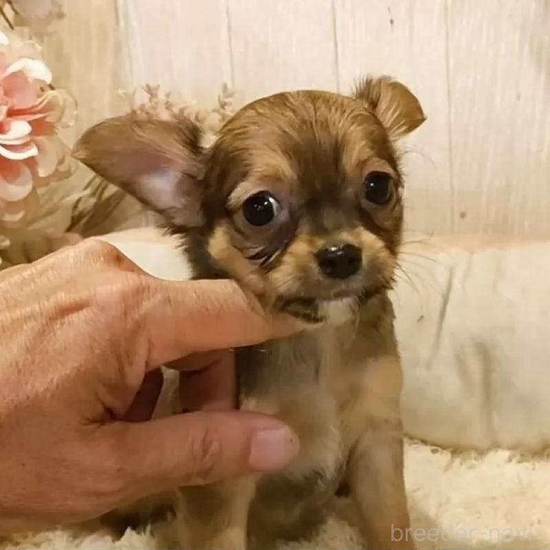 販売中の愛知県のチワワ(ロングコート)-449996